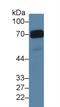 P-LAP antibody, MBS2026586, MyBioSource, Western Blot image 