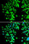 Phytanoyl-CoA Dioxygenase Domain Containing 1 antibody, STJ29288, St John