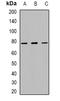 PWWP Domain Containing 3A, DNA Repair Factor antibody, orb382638, Biorbyt, Western Blot image 