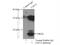 TATA-Box Binding Protein Associated Factor 12 antibody, 12353-1-AP, Proteintech Group, Immunoprecipitation image 