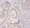 Major Histocompatibility Complex, Class II, DQ Alpha 2 antibody, A52480-100, Epigentek, Immunohistochemistry paraffin image 