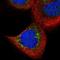 ADGB antibody, NBP2-37881, Novus Biologicals, Immunocytochemistry image 