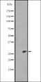 Mucin 2, Oligomeric Mucus/Gel-Forming antibody, orb337238, Biorbyt, Western Blot image 