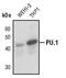 Spi-1 Proto-Oncogene antibody, PA5-17505, Invitrogen Antibodies, Western Blot image 