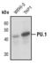 Spi-1 Proto-Oncogene antibody, PA5-17505, Invitrogen Antibodies, Western Blot image 