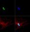 Cyclin-dependent kinase inhibitor 2A, isoform 3 antibody, GTX20080, GeneTex, Immunocytochemistry image 