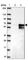 Zinc Finger Protein 35 antibody, HPA051859, Atlas Antibodies, Western Blot image 