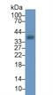 Fibrinogen Like 1 antibody, MBS2005477, MyBioSource, Western Blot image 