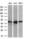 FKBP Prolyl Isomerase 5 antibody, GTX84491, GeneTex, Western Blot image 