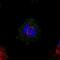 Mediator of RNA polymerase II transcription subunit 20 antibody, PA5-59264, Invitrogen Antibodies, Immunofluorescence image 