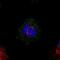 Mediator Complex Subunit 20 antibody, PA5-59264, Invitrogen Antibodies, Immunofluorescence image 