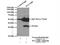 Sulfotransferase Family 2B Member 1 antibody, 12879-1-AP, Proteintech Group, Immunoprecipitation image 