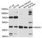 NADPH Oxidase Activator 1 antibody, LS-C748865, Lifespan Biosciences, Western Blot image 