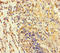 Taste 2 Receptor Member 42 antibody, orb33473, Biorbyt, Immunohistochemistry paraffin image 