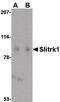 SLIT And NTRK Like Family Member 1 antibody, PA5-20469, Invitrogen Antibodies, Western Blot image 