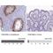 Family With Sequence Similarity 169 Member A antibody, NBP1-93616, Novus Biologicals, Immunohistochemistry paraffin image 