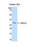 SMAD Family Member 3 antibody, LS-C297105, Lifespan Biosciences, Western Blot image 