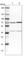 Thyroid Hormone Receptor Interactor 4 antibody, HPA016605, Atlas Antibodies, Western Blot image 