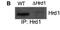 Synoviolin 1 antibody, NB100-2526, Novus Biologicals, Western Blot image 