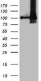 Nucleosome Assembly Protein 1 Like 3 antibody, LS-C794411, Lifespan Biosciences, Western Blot image 