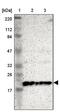 Mitochondrial Ribosomal Protein L58 antibody, PA5-51980, Invitrogen Antibodies, Western Blot image 