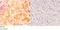 Inhibin Subunit Beta C antibody, A10556-2, Boster Biological Technology, Immunohistochemistry frozen image 