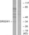 Olfactory Receptor Family 52 Subfamily W Member 1 antibody, GTX87068, GeneTex, Western Blot image 