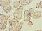 CD200 Molecule antibody, LS-C675481, Lifespan Biosciences, Immunohistochemistry paraffin image 