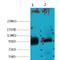 ATP Binding Cassette Subfamily B Member 5 antibody, LS-C387367, Lifespan Biosciences, Western Blot image 