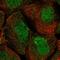 INO1 antibody, HPA007931, Atlas Antibodies, Immunofluorescence image 