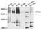 Autophagy Related 2B antibody, orb374167, Biorbyt, Western Blot image 