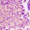 TSC Complex Subunit 2 antibody, LS-C358381, Lifespan Biosciences, Immunohistochemistry frozen image 