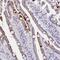 Membrane Spanning 4-Domains A18 antibody, PA5-60931, Invitrogen Antibodies, Immunohistochemistry frozen image 