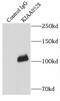 C2 Calcium Dependent Domain Containing 5 antibody, FNab04535, FineTest, Immunoprecipitation image 