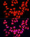 Bone Morphogenetic Protein 6 antibody, 23-517, ProSci, Immunofluorescence image 