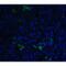 TNF Superfamily Member 13b antibody, LS-C366, Lifespan Biosciences, Immunofluorescence image 