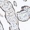 Terminal Nucleotidyltransferase 4A antibody, GTX64928, GeneTex, Immunohistochemistry paraffin image 