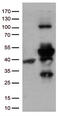 MHC class II RT1b antibody, UM800124CF, Origene, Western Blot image 