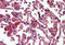 Resistin antibody, MBS244828, MyBioSource, Immunohistochemistry frozen image 