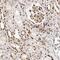 Transcription Factor 4 antibody, HPA025958, Atlas Antibodies, Immunohistochemistry frozen image 