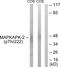 MAPK Activated Protein Kinase 2 antibody, LS-C199226, Lifespan Biosciences, Western Blot image 