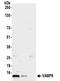 Vesicle Associated Membrane Protein 8 antibody, NBP2-32095, Novus Biologicals, Western Blot image 