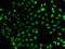 SUB1 Regulator Of Transcription antibody, LS-C346215, Lifespan Biosciences, Immunofluorescence image 