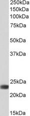 Biliverdin Reductase B antibody, LS-B11273, Lifespan Biosciences, Western Blot image 