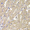 Mannose Phosphate Isomerase antibody, abx007189, Abbexa, Western Blot image 