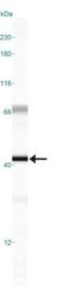 RAD51 Paralog C antibody, GTX30137, GeneTex, Western Blot image 