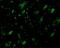 MTOR Associated Protein, LST8 Homolog antibody, GTX31711, GeneTex, Immunohistochemistry paraffin image 