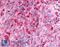 G Protein-Coupled Receptor 35 antibody, LS-A3, Lifespan Biosciences, Immunohistochemistry paraffin image 