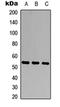 Isocitrate Dehydrogenase (NAD(+)) 3 Beta antibody, orb234878, Biorbyt, Western Blot image 