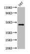 Neurotensin Receptor 2 antibody, CSB-PA016138LA01HU, Cusabio, Western Blot image 